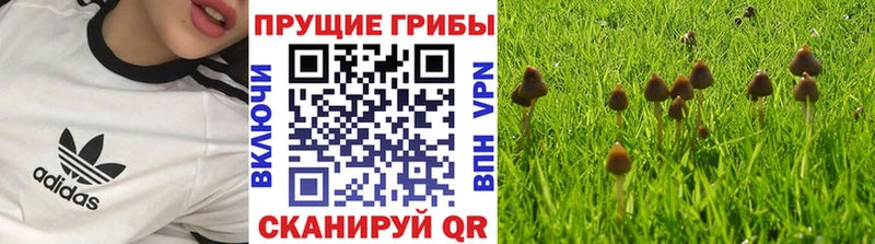 Галлюциногенные грибы Magic Shrooms  гидра как войти  Пионерский  купить  